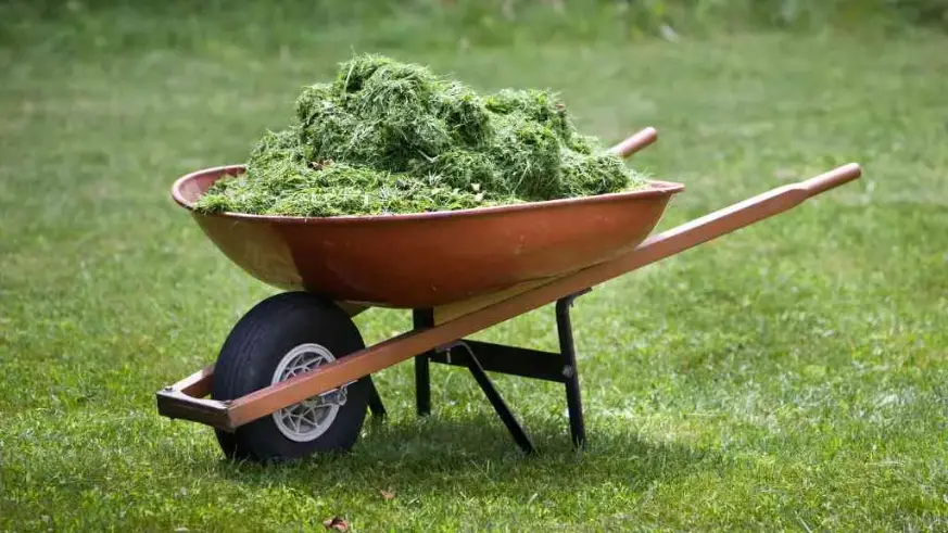 a-pile-of-cut-grass-in-lawn-mower