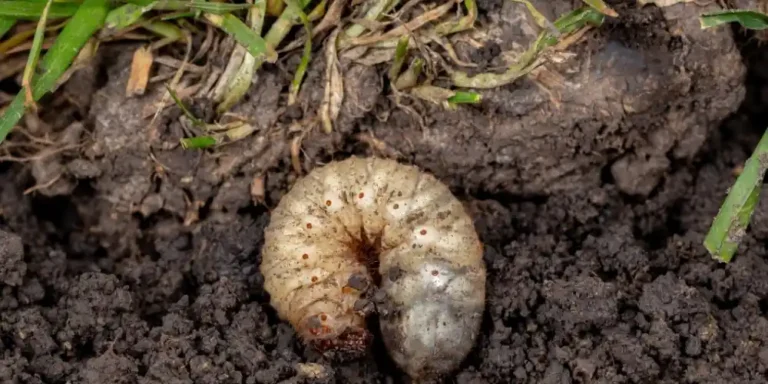 How to Tell If You Have Grubs in Your Lawn (2)